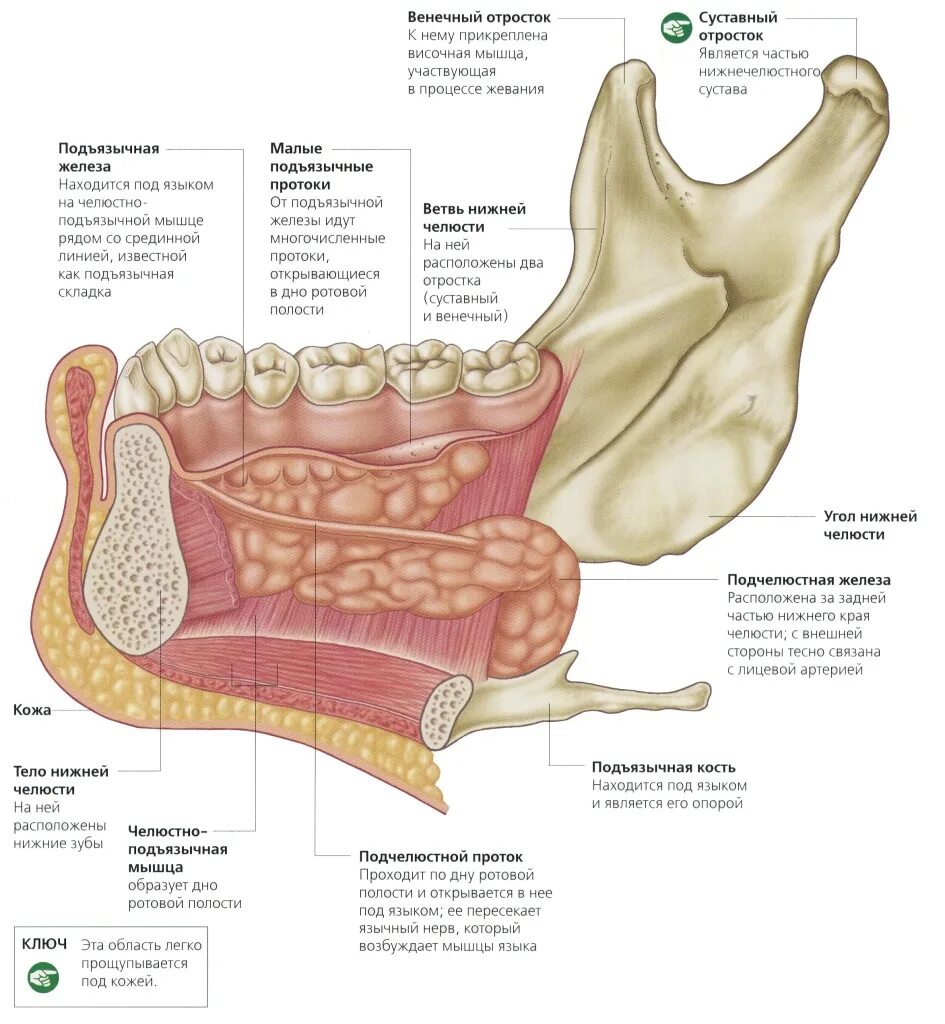 Анатомия нижней челюсти человека мягкие ткани. Топографическая анатомия подчелюстных слюнных желез. Анатомия мягких тканей нижней челюсти. Анатомия подчелюстной слюнной железы железы.
