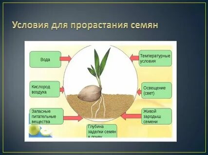 Какие условия необходимы для растения семян