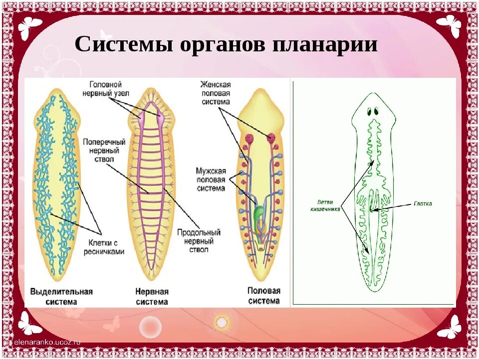 Какая ткань у плоских червей. Системы органов плоских червей. Система органов белой планарии пищеварительная система. Пищеварительная система планврр белой. Пищеварительная система плоских червей схема.