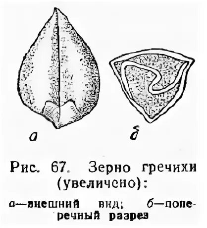 строение гречихи
