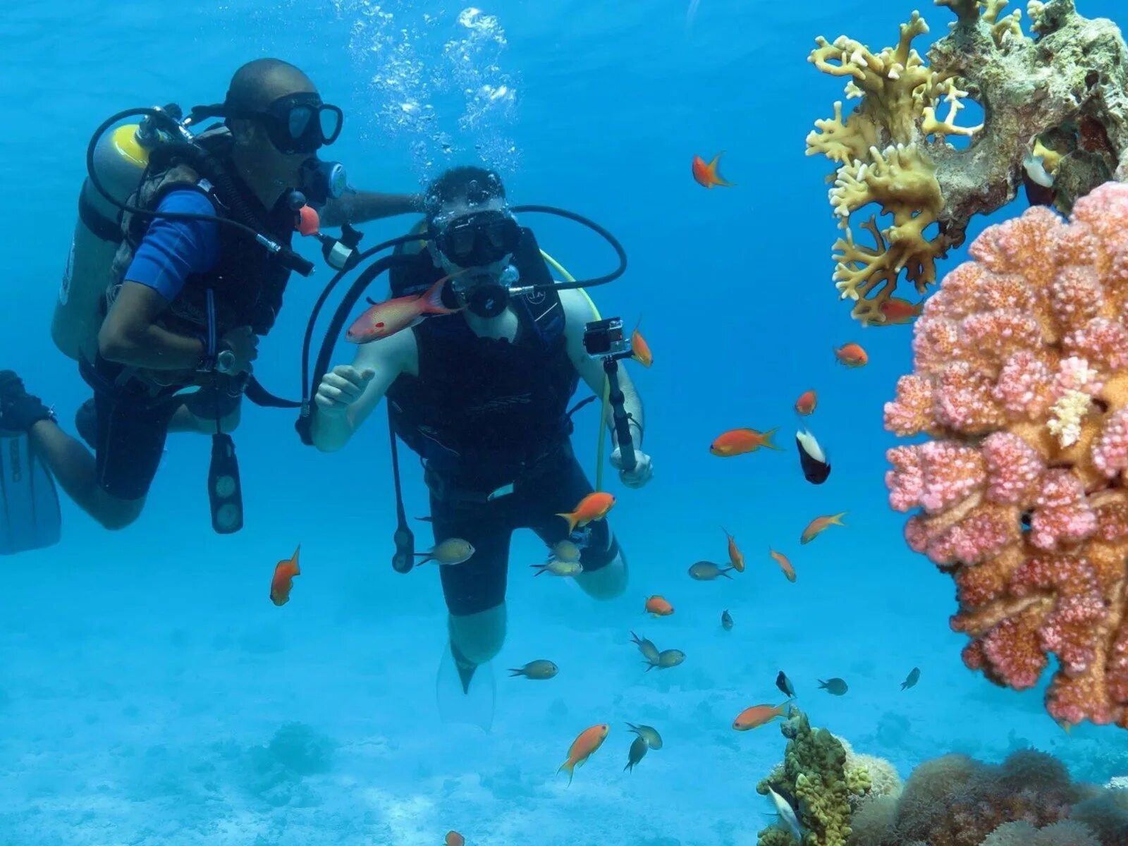 Шарм-эль-шейх подводный мир diving. Шарм-эль-шейх diving. Дайвинг шарм-эль-шейх. Sharm el sheikh diving. Шарм-эль-шейх море.