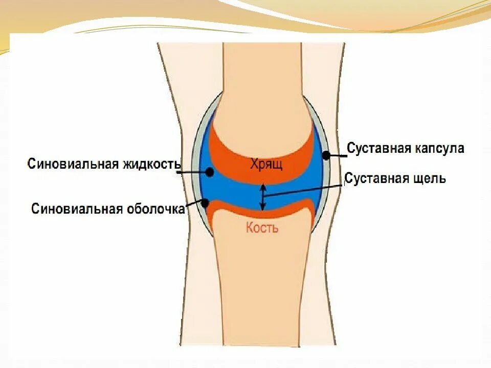 В левом колене заполненных водой. Строение сустава синовиальная жидкость. Суставная жидкость в норме коленного сустава. Синовиальная оболочка коленного сустава. Синовита коленного сустава.