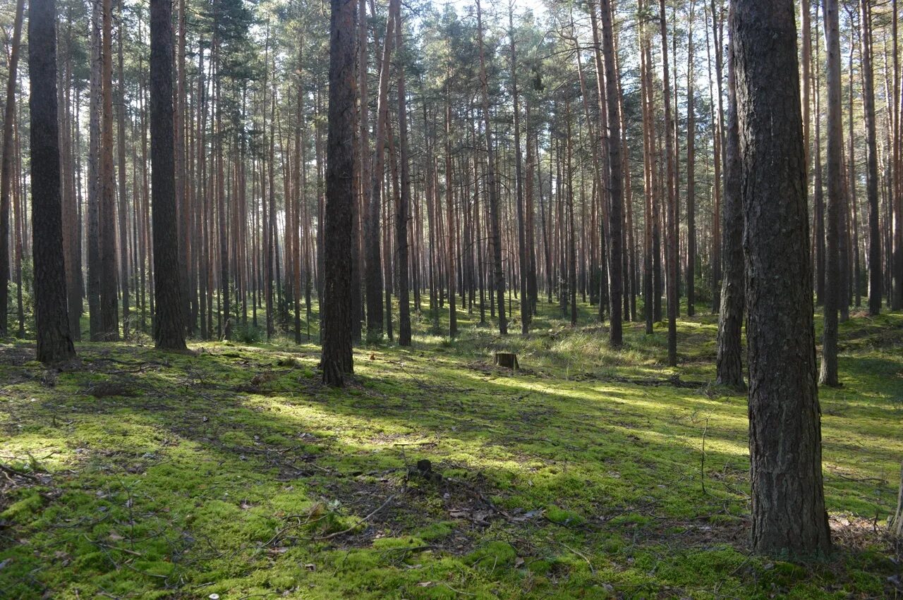 территория городских лесов. инюшенский бор новосибирск. лесопарковый зеленый пояс красноярск. сосновый бор ижевск. сосновый бор парк.