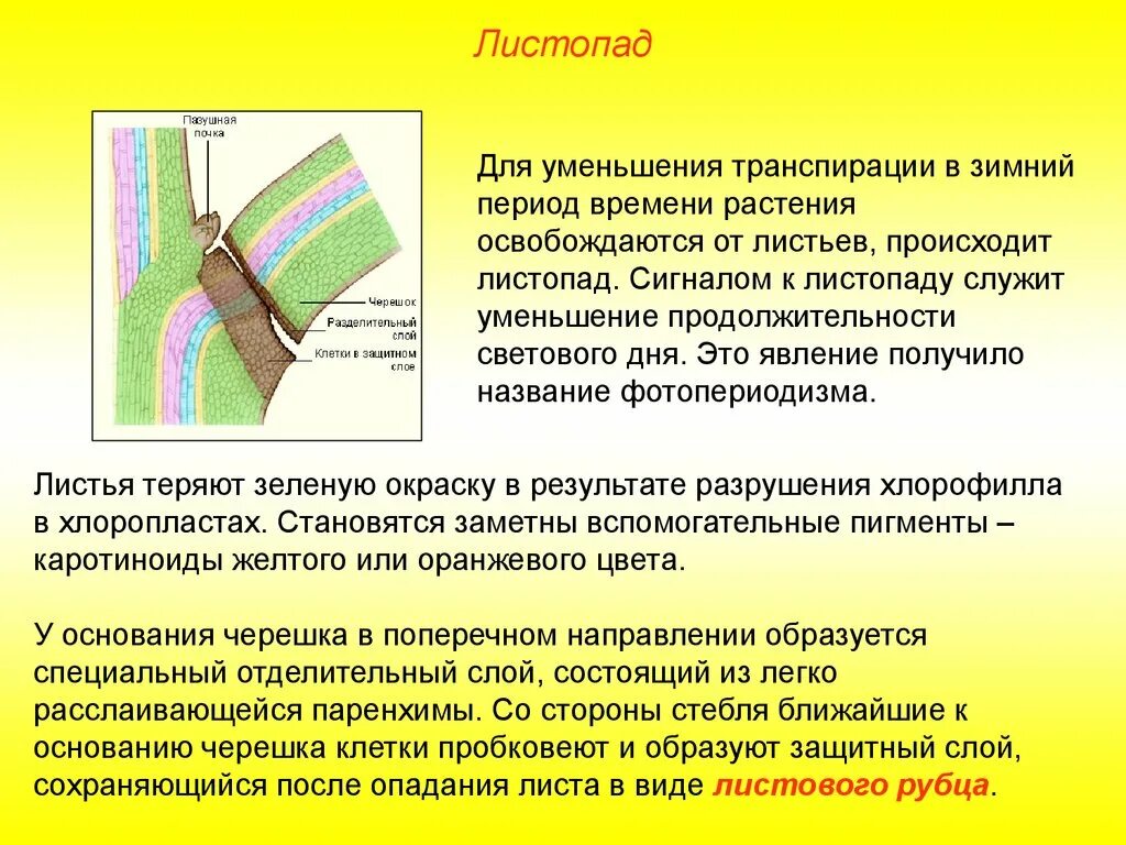 Освобождение от рубцов латынь. Процесс листопада этапы. Листопад биологический процесс. Процессы при листопаде. Процесс опадания листьев.