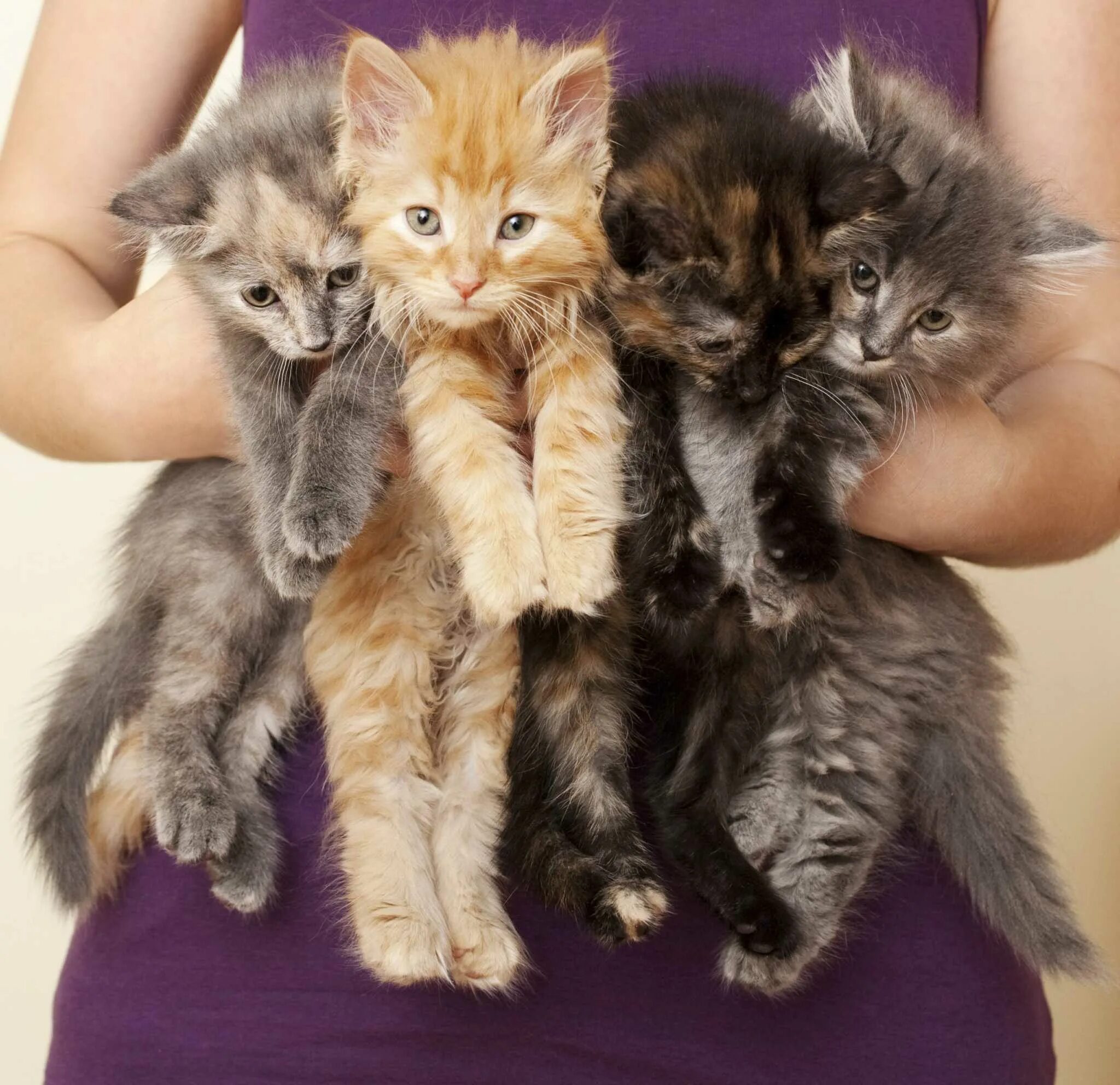 Четверо котов. 4 Котенка. Четверо котят. Котята 4 штуки. Много кошек.