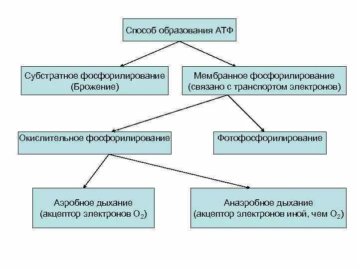 Мембранное и субстратное фосфорилирование бактерий. Мембарнное и сусбтратно фосфолирование бактерий. Мембранное фосфорилирование бактерий. Способы образования АТФ В организме.