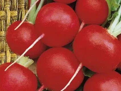 Сорта редиса для открытого