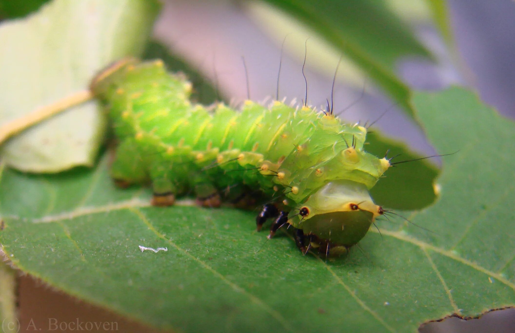Гусеница ест насекомых. Actias angulocaudata гусеница. гусеница поедает лист. прожорливая гусеница. гусеница настоящая.