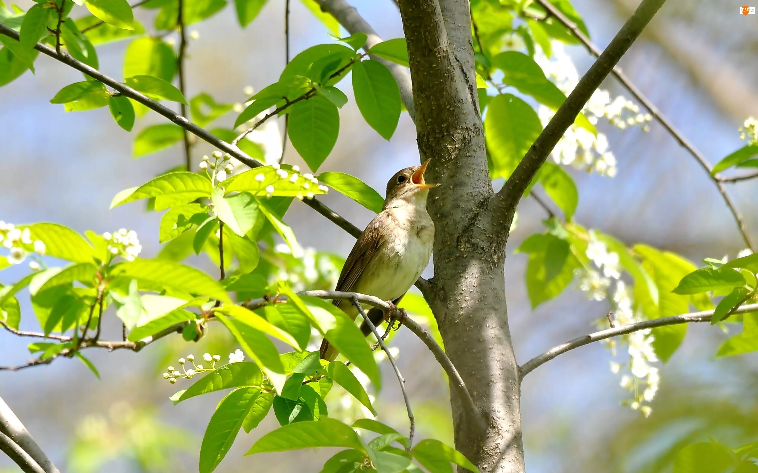 в роще моей пел соловей спать