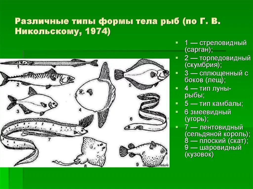 Какие приспособления существуют у обитателей. Различные типы формы тела рыб (по г. в. Никольскому, 1974) :. Форма тела рыб. Рыбы по форме тела. Стреловидная форма тела рыб.