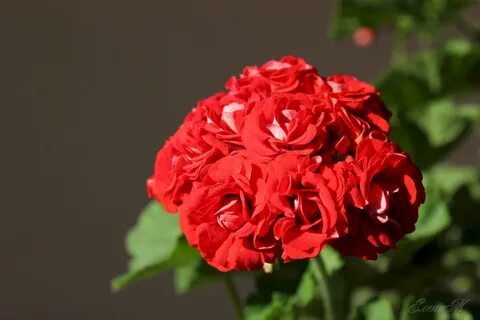 Пеларгония фантазия флер