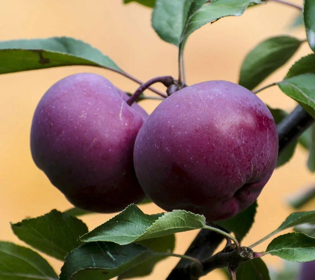 Яблоня грушовка московская. Зимний сорт. Яблоня хорошавка. Сорт яблок имант. Голд раш сорт яблони.