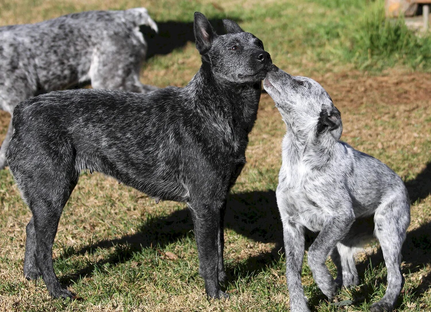 Австралийская короткохвостая пастушья. Австралийская короткохвостая пастушья собака породы собак Австралии. Австралийская пастушья собака. Австралийский Хилер Стампи.