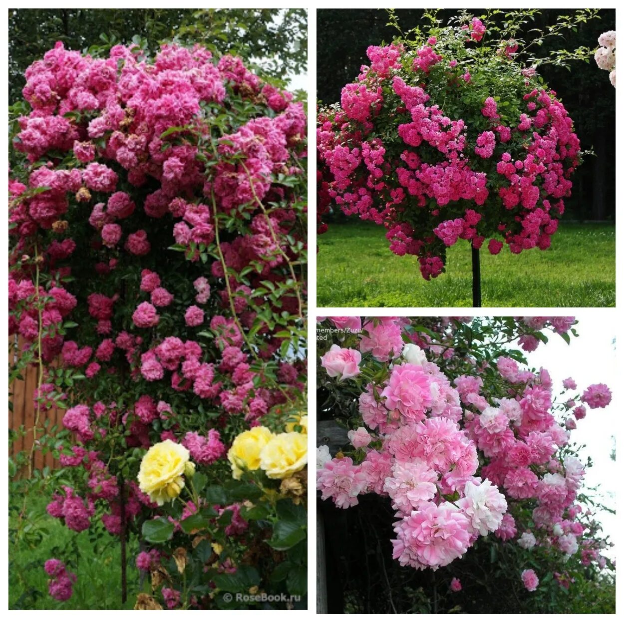 Rosa 'Super Dorothy' - Wikimedia Commons