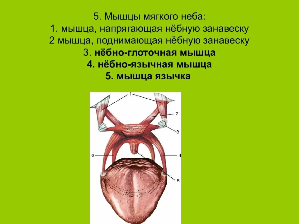 Поднятие мягкого неба. Мышцы мягкого неба анатомия. Мышца напрягающая мягкое небо. Мягкое небо небная занавеска. Мышцы небной занавески.