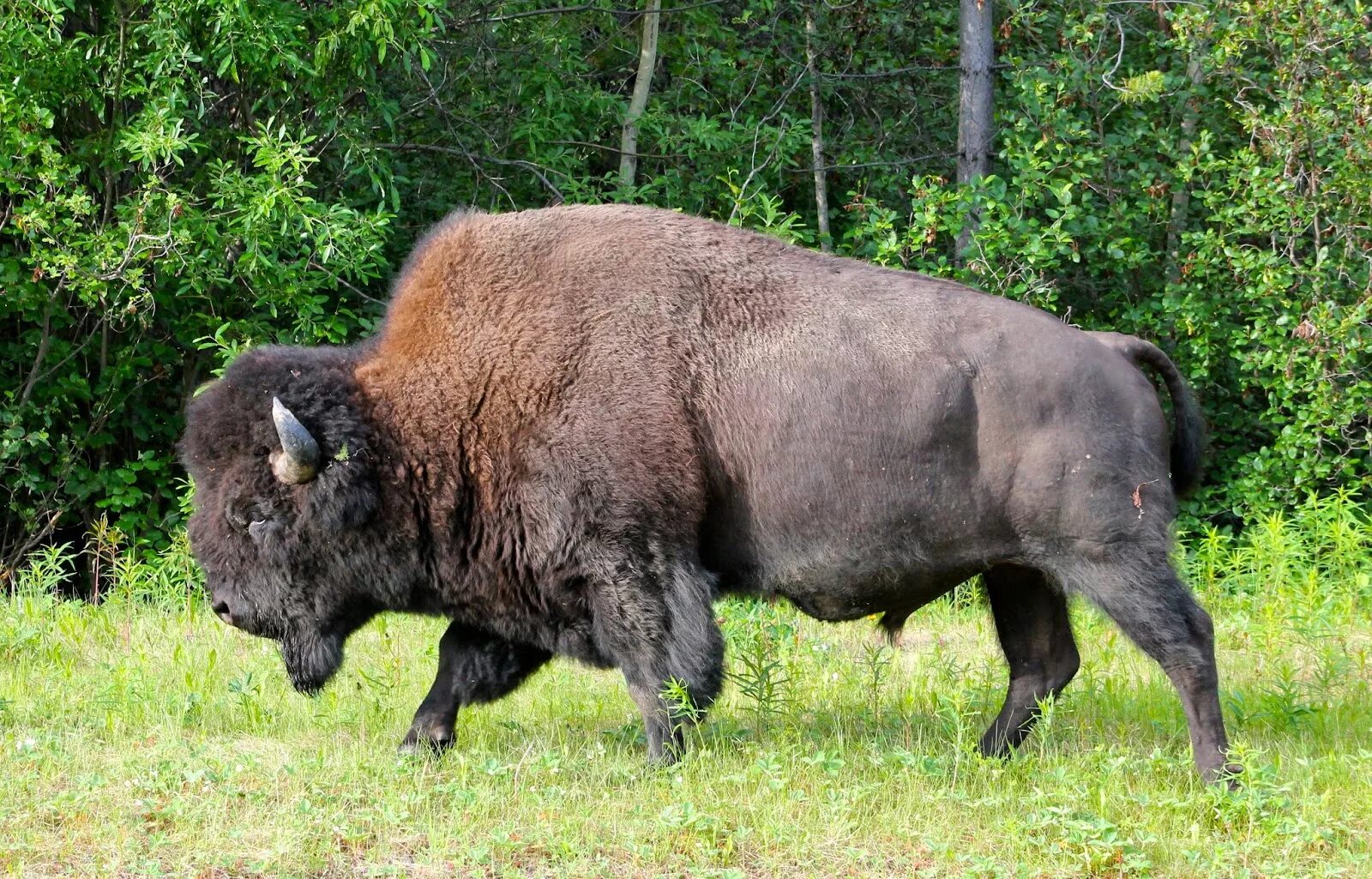 Бизон материк. Американский Бизон. Лесной Бизон (в Канаде) (Bison Bison athabascae). Степной Бизон. Лесной Бизон эндемик Северной Америки.