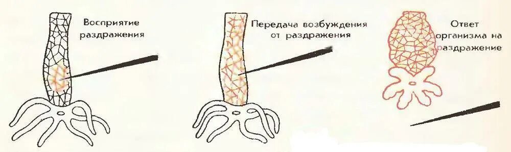 Раздражение у растений