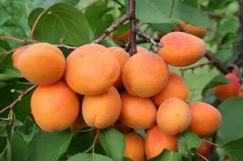 Абрикос сорта описания
