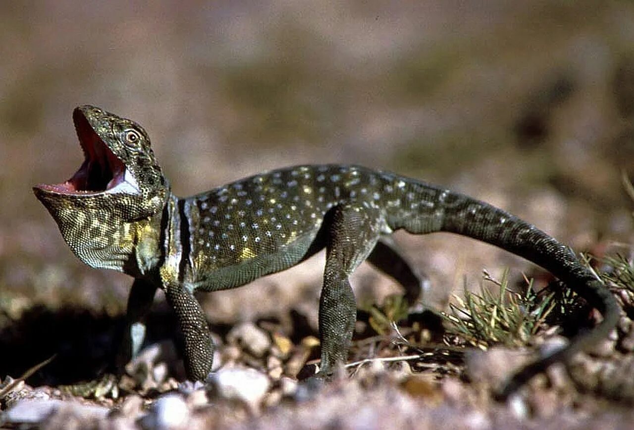 Лиса ящерица. Crotaphytus collaris. Молох агама. Ошейниковая игуана. Лизард ящерица.