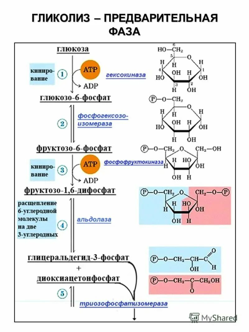 Схема гликолиза биохимия. Общая схема гликолиза биохимия. Аэробный гликолиз схема процесса. Схема реакции аэробного гликолиза Глюкозы. 3 этап окисления глюкозы