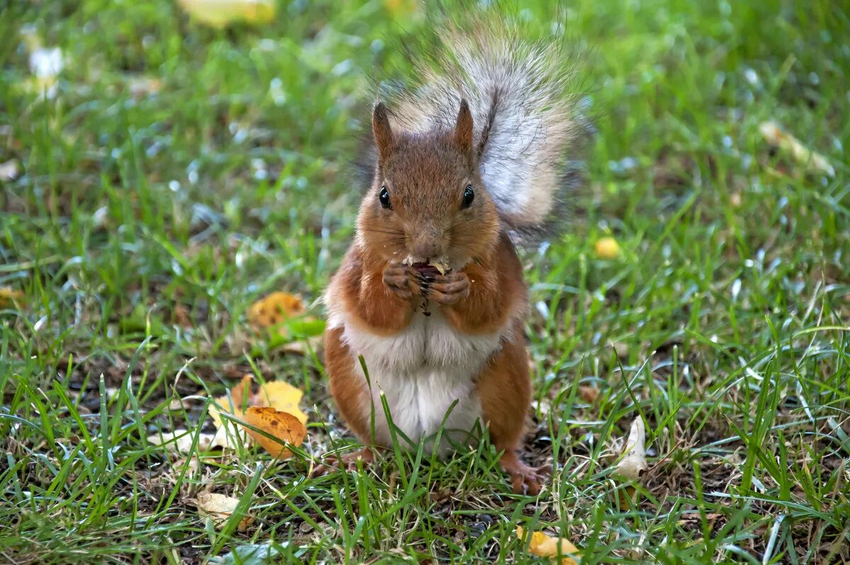 белочки нижний. белочка грызет орешки. белочки нижний. белочки нижний. белка.