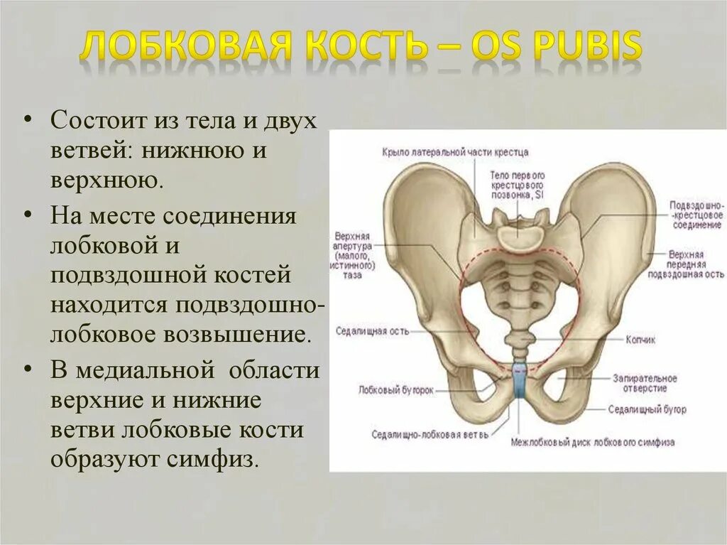 Правая лонная кость. Лобковая и лонная кость. Кости таза лонная кость анатомия. Лонная кость анатомия таза. Строение таза седалищная кость.