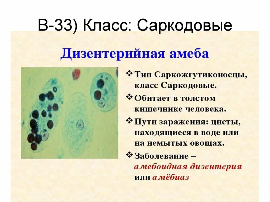 Стадия амебы поражающая толстый кишечник человека. Дизентерийная амеба классификация. Дизентерийная амеба Тип класс. Дизентерийная амеба Тип питания. Дизентерийная амеба место обитания.