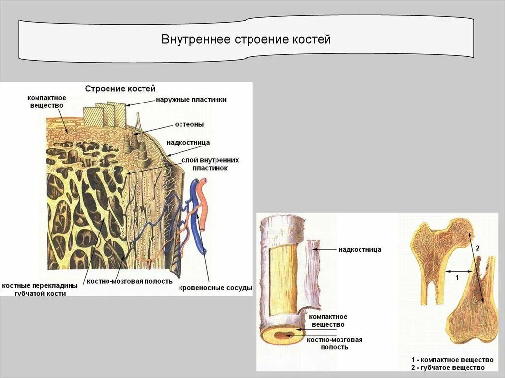 На рисунке изображено строение кости. Биология строение человека кости. Внутренне строение кости. Внутреннее строение кости схема. Строение кости человека компактное вещество.