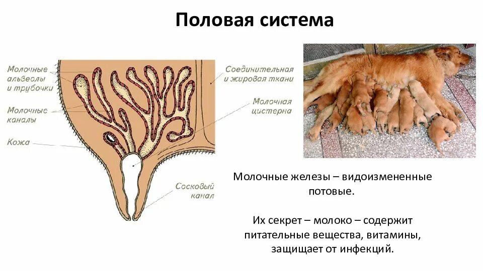 Железа каких животных. Железа каких животных