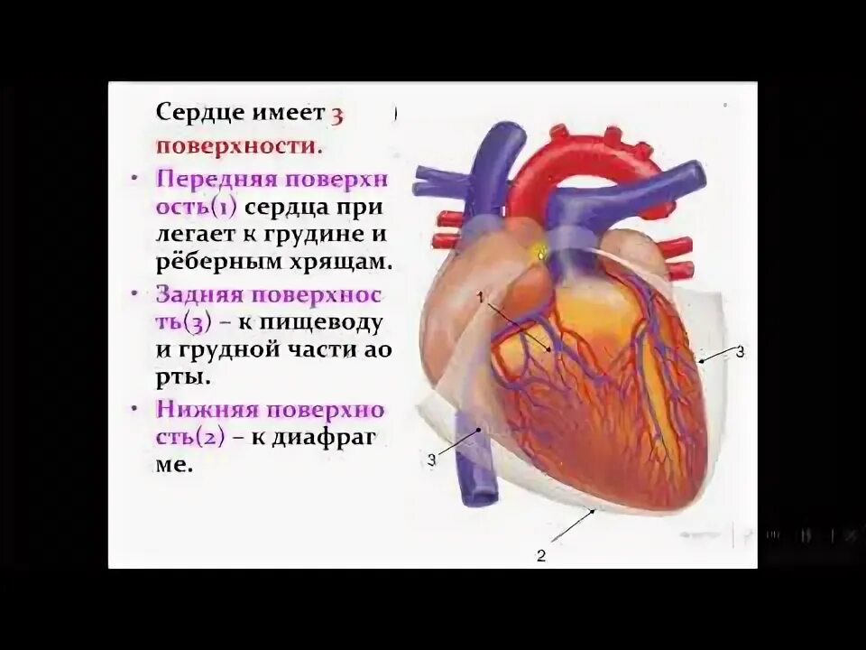 Сердце биология тест. ЕГЭ биология анатомия строение сердца. Строение сердца ЕГЭ. Сердце человека ЕГЭ. Сердце анатомия ЕГЭ.