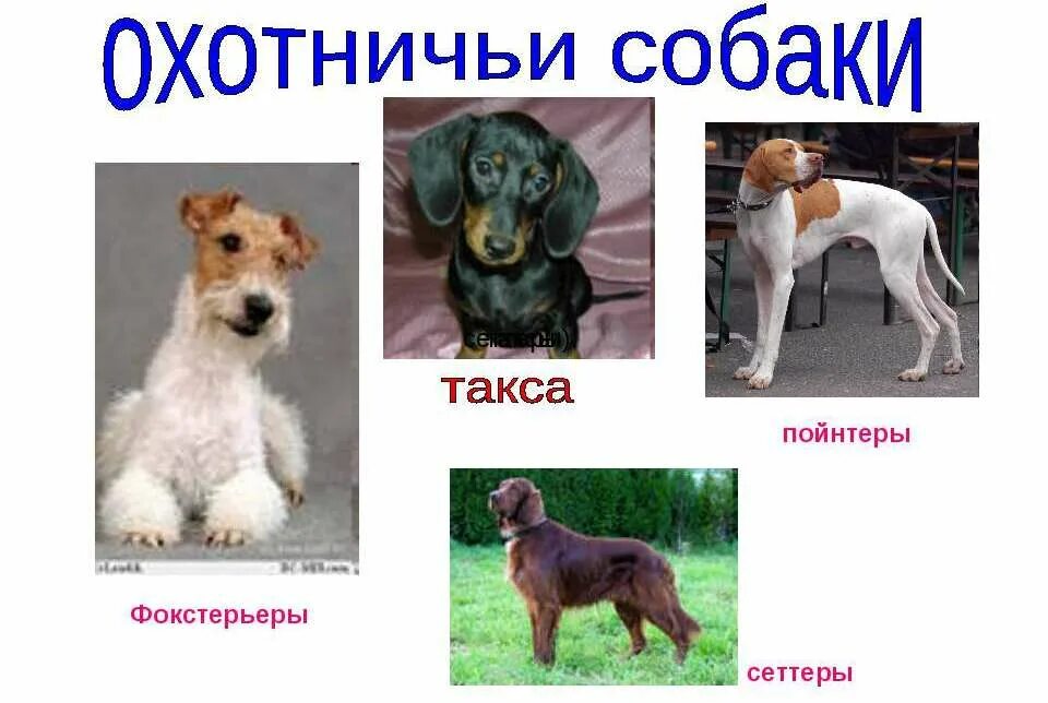 Породы собак названия. Породы собак с подписями. Породы собак слайд. Породы собак с картинками и описанием.