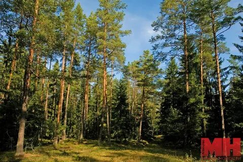 Увеличение лесистости