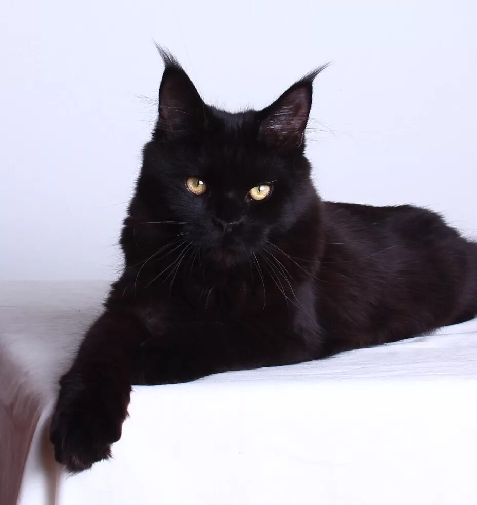 Кот мейн кун черный. Кот мейн кун черный. Кот мейн кун черный. Мейн кун черный. Мейн кун черного окраса.