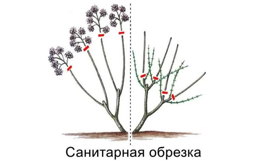 Как сформировать г
