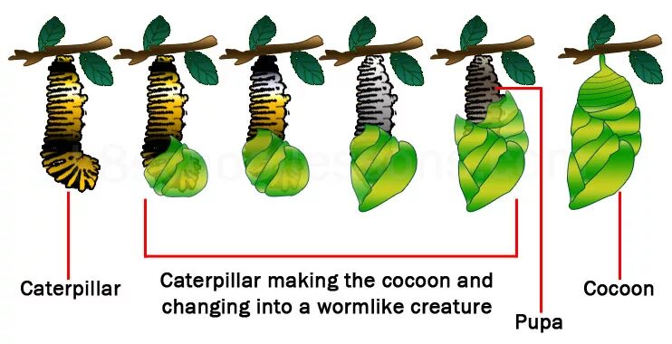 Яйцо гусеница куколка бабочка. Цикл гусеница бабочка. Куколка бабочки в разрезе. Caterpillar Life Cycle for Kids.