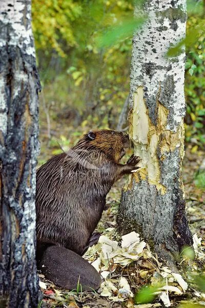 Бобры валят деревья. Канадский Бобр (Castor canadensis). Бобры грызут деревья. Бобер и дерево.