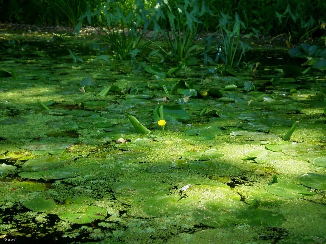 Затянулся пруд. Трава Ряска Болотная. Ряска малая Lemna Minor. Ряска водные растения.