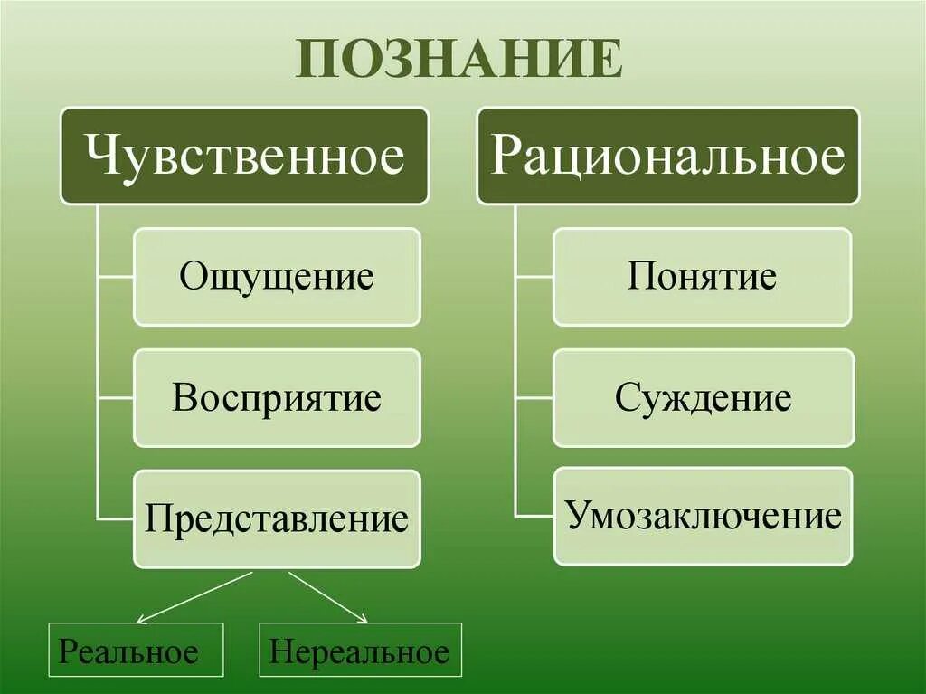 Восприятие природы это. Формы познания. Чувственное и рациональное познание.