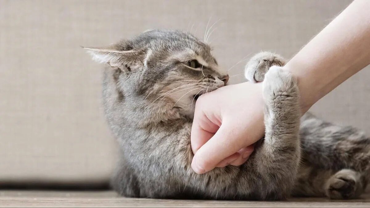 Почему кошка кусает. Кошка нежно покусывает руку. Кошка кусает i hozyain. Кошка царапает человека лицо. Кот царапает по стеклу фото.