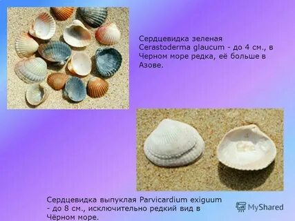 Ракушка название и формула
