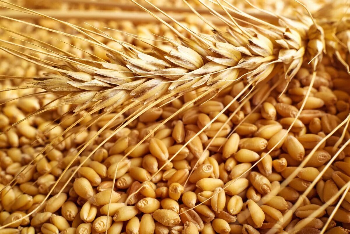 Куплю семена зерновых. Сорт пшеницы Ирень. Пшеница Безостая 1. Пшеница озимая сорт Фотинья. Пшено и пшеница.