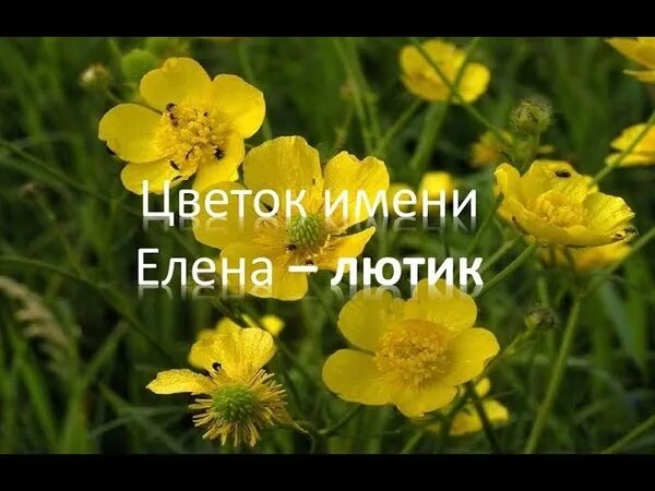 Лена лютики