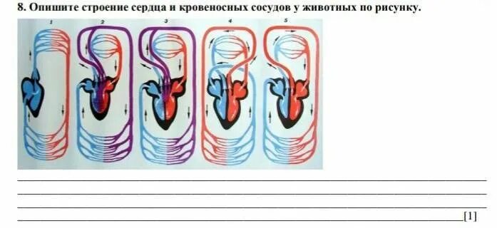 Строение кровеносной системы животных. Кровеносная система позвоночных схема. кровеносная система рыб земноводных пресмыкающихся. схемы кровеносных систем позвоночных животных. кровеносные системы и строение сердца позвоночных животных.
