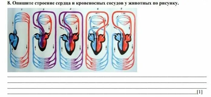 Строение кровеносной системы земноводных пресмыкающихся и млекопитающих. Кровеносная система позвоночных схема. Кровеносная система рыб земноводных пресмыкающихся. Схемы кровеносных систем позвоночных животных. Кровеносные системы и строение сердца позвоночных животных.