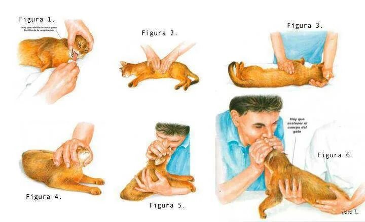 Оказание медицинской помощи животному. Как сделать коту искусственное дыхание. Сердечно легочная реанимация кошки. Как делать искусственное дыхание кошке.