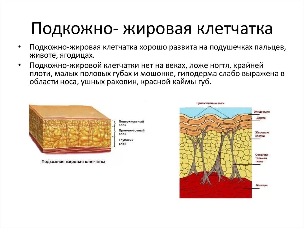 Подкожно жировая клетчатка это