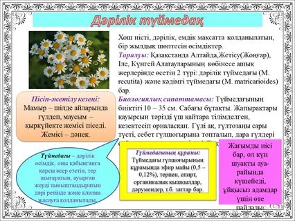 Орыс кеуделі ханымдар порносы