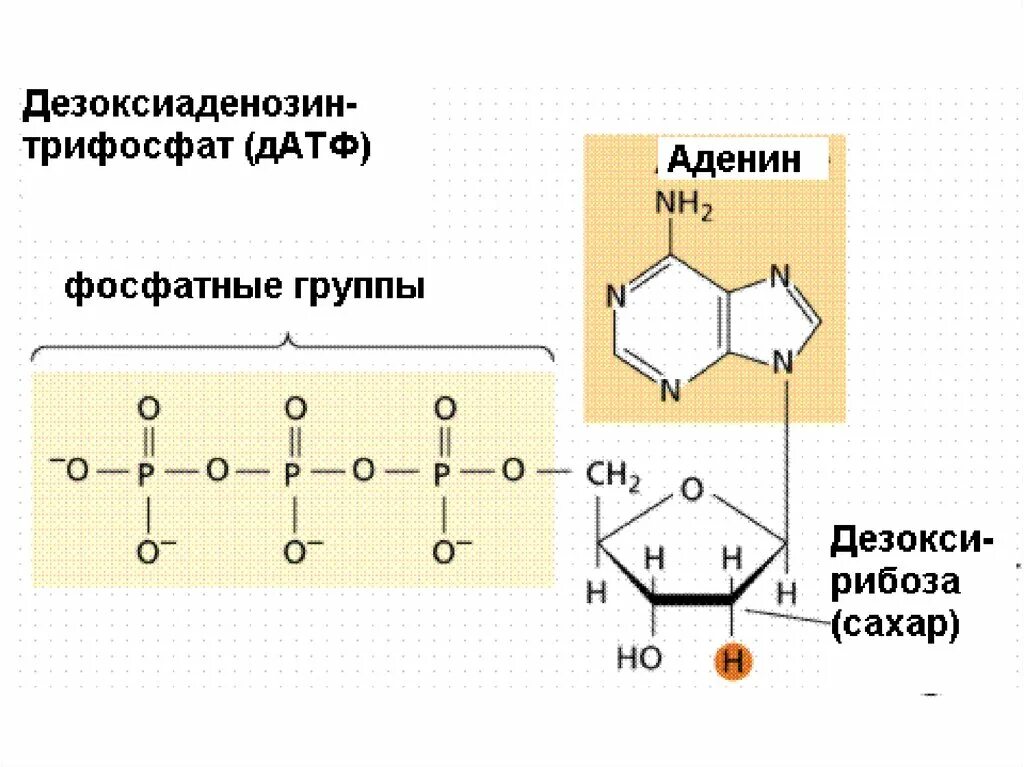 Атф структурная. АТФ АДФ структура. АТФ формула структурная. Схема строения АТФ. Структура АТФ биохимия.