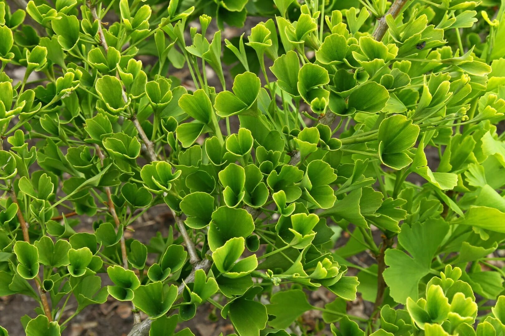 Гинкго трава. Гинкго билоба растение. гинкго билоба &quot;ginkgo biloba&quot;. растение гинкго двулопастный. гинкго билоба растение цветок.