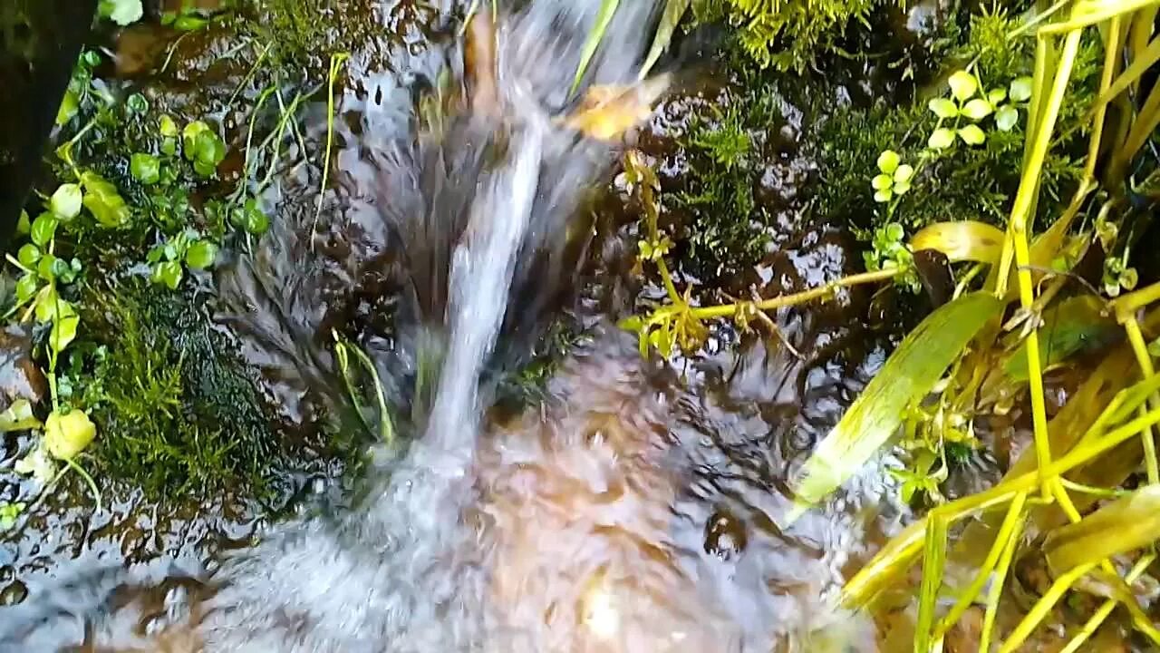 Вода родниковый край. Студёный Родник Удмуртии. Зуевы ключи Удмуртия Родник. Удмуртия край родников. Удмуртия Родниковый край Родники Удмуртии.